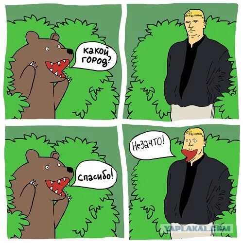 The American, defending his dogs, beat the bear. Discussing this topic with 'Vac