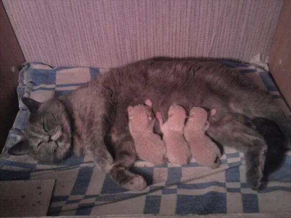 Кошка рожает что делать в домашних условиях. Домик для родов кошки. Домик для рождения котят. Домик для беременной кошки. Лежанка для родов кошки.