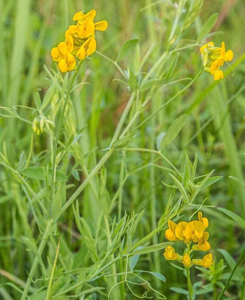 Сибирь чина. Чина Луговая (Lathyrus pratensis). Láthyrus pratensis - чина Луговая. Чина Луговая — Lathyrus pratensis l. Lathyrus pratensis чи́на Лугова́я.