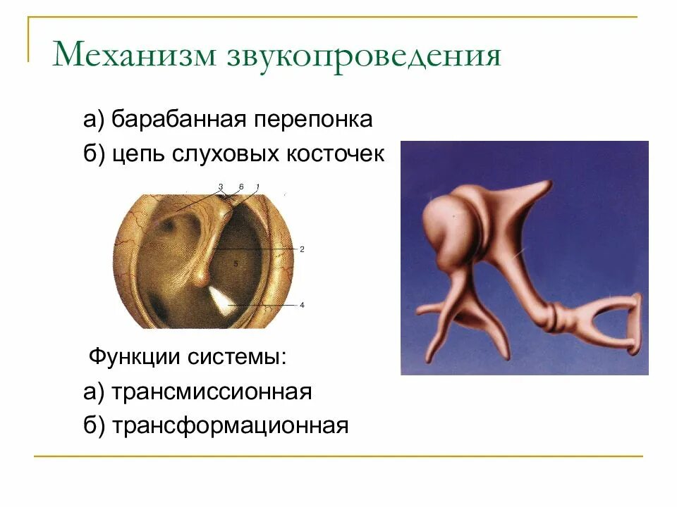 Функции барабанной перепонки. Стремечко функции. цепь слуховых косточек. слуховые косточки функции. функция цепи слуховых косточек.