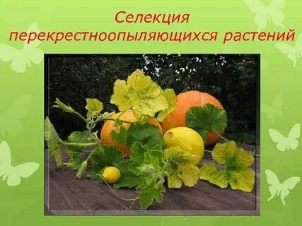 Селекция новых сортов