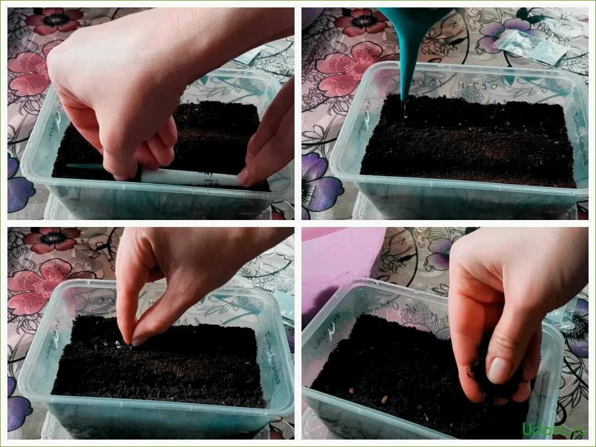 Рассада остеоспермум рассада. Как посеять остеоспермум на рассаду. Рассада остеоспермум рассада. Сальвия остеоспермум. Остеоспермум вегетативный.