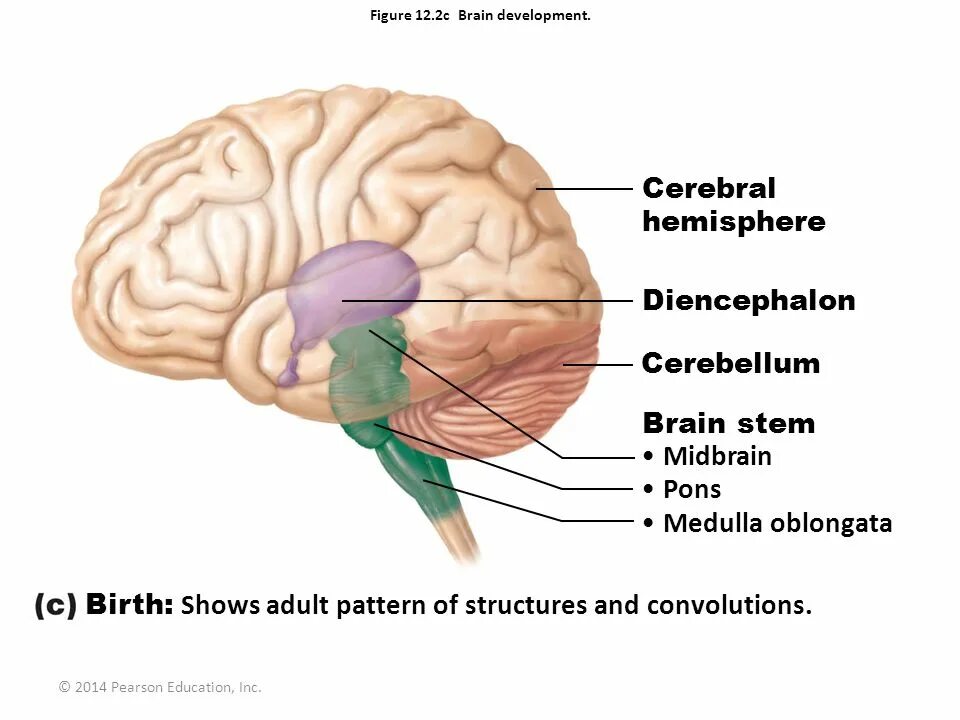 Brain development