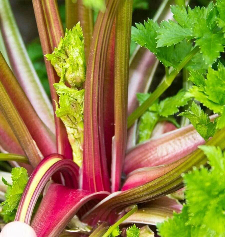 Растение полое внутри. ( рейнутрия) сибирский бамбук. Хлорофитум вертикальное озеленение. Семейство зонтичные листья. Растение полое внутри.