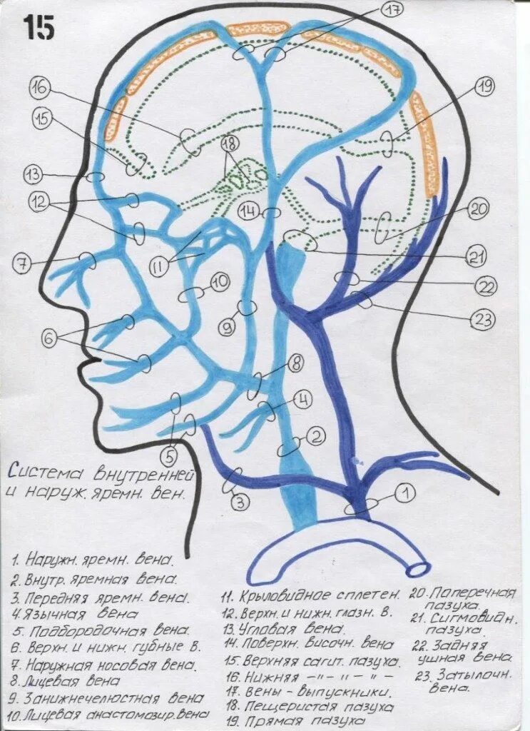 Верхние вены мозга. Внутренняя яремная Вена анатомия притоки. Вены головы анатомия схема. Внутренняя яремная Вена внутричерепные притоки.