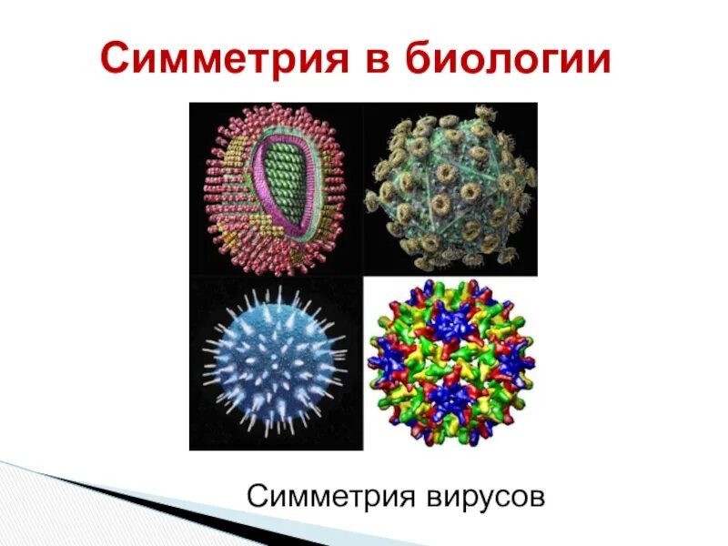 Типы симметрии биология 8 класс. Симметрия вирусов. Типы симметрии вирусов. Спиральный Тип симметрии вирусов. Типы симметрии в биологии.