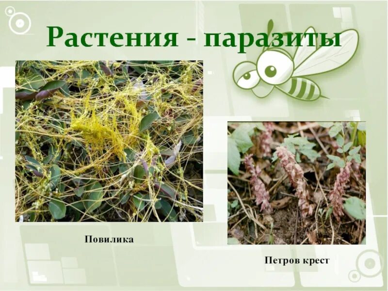 Повилика рисунок. Растения паразиты. Корень повилики рисунок. Повилика консумент. Повилика паразитическое растение.