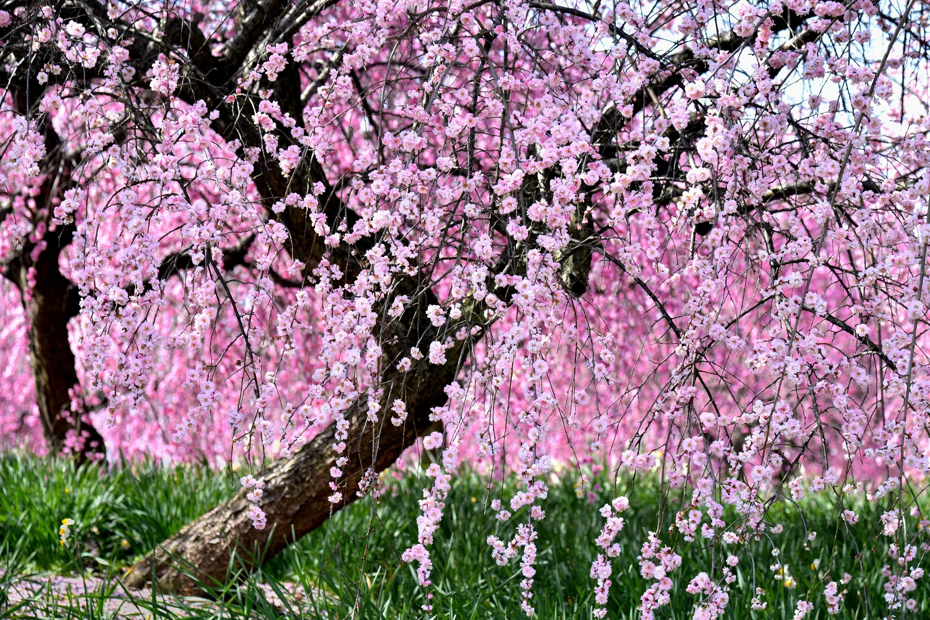 Сакура Ошидори. Сакура черри блоссом дерево. Кустарник красивоцветущий Сакура.