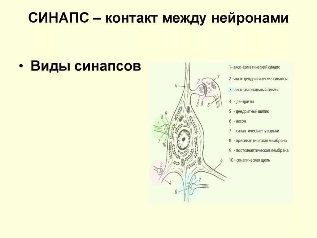 Синапс виды. Синапс между нервными клетками. контактные синапсы между нейронами. синаптические контакты между нейронами. строение синапса.