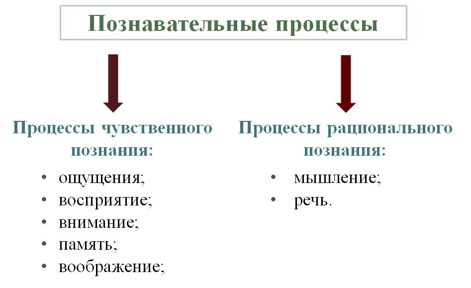 Память относится к психическим