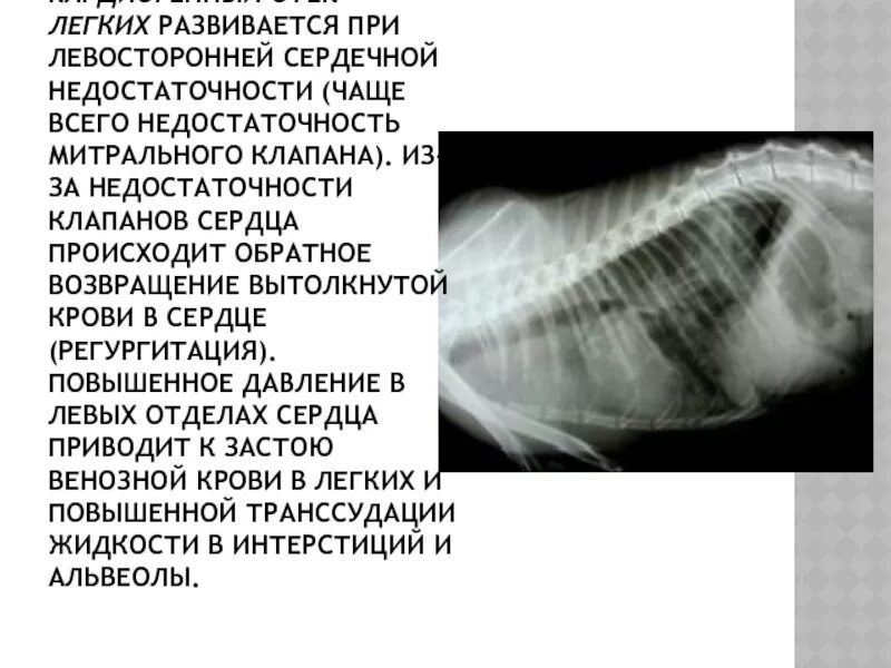 Сердечная недостаточность у собаки отеки. Сердечная недостаточность у собаки отеки
