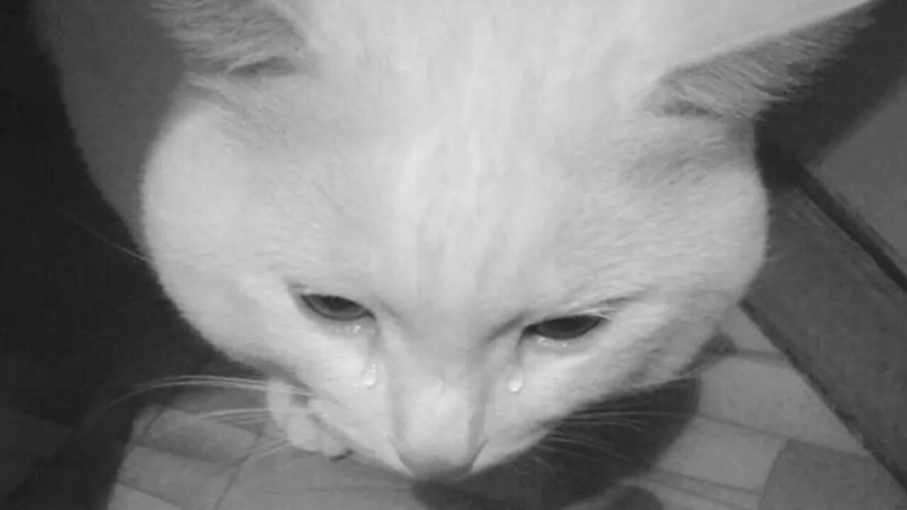 Кот плачет. Плачущий. Плачущий белый кот. Плачущий кот Мем. Плачут ли коты