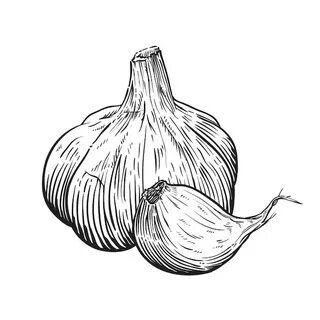 Рисунок чеснока