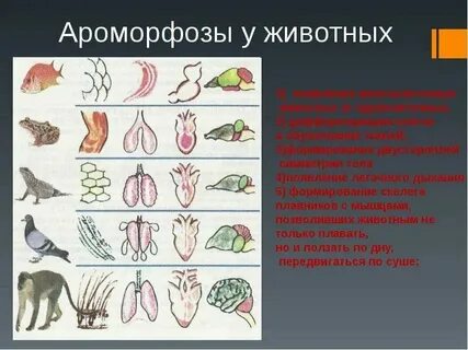 Двусторонняя симметрия тела ароморфоз