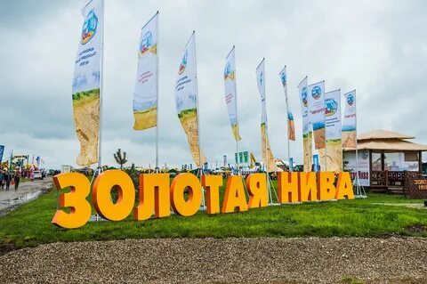 Золотая нива