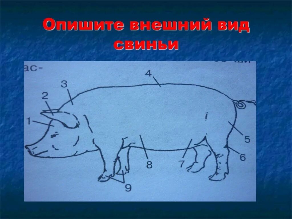 Внешний вид свиньи. Внешнее строение свиньи. Внешний вид поросенка. Свинья строение тела. Оценка свиней