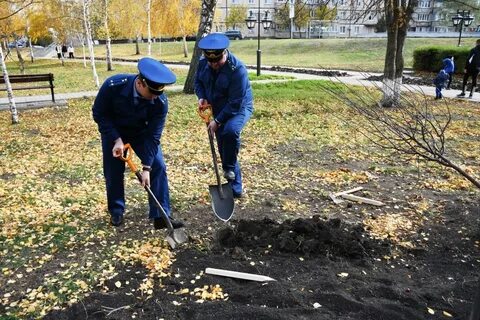 12 кустов