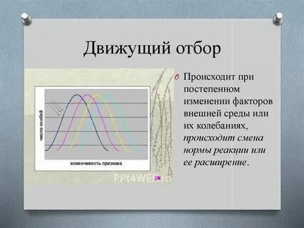Движущий естественный отбор примеры у растений