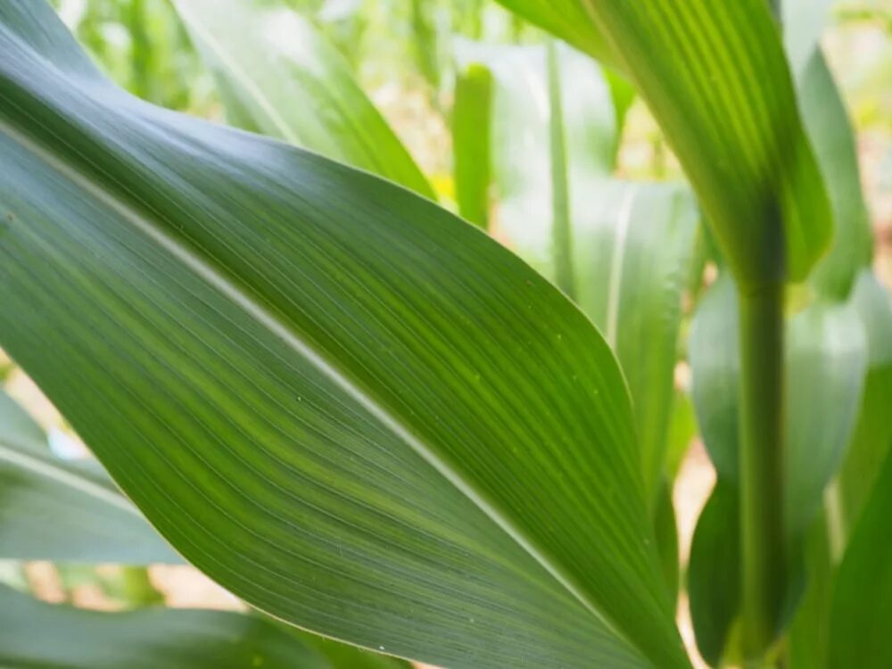 Листва кукурузы. Побег кукурузы. Кукурузные листья. Лист кукурузы. Лист кукурузы фото.