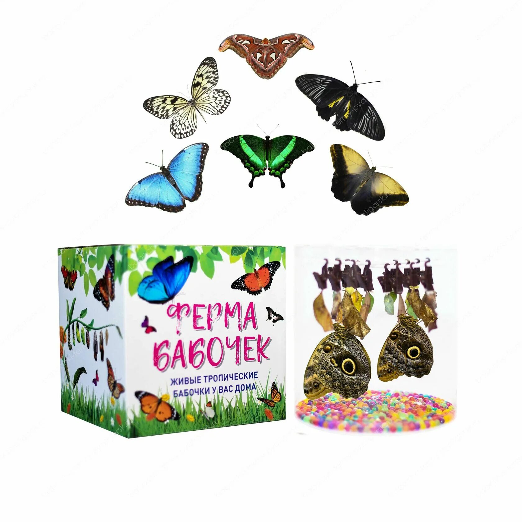 Купить бабочки с доставкой. Ферма бабочек бабочкарий. Набор вырастить бабочку. Набор вырасти бабочку. Набор тропических бабочек.
