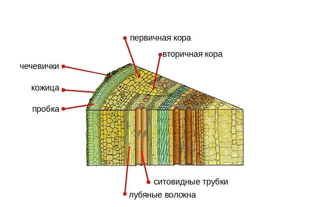 Из образовательной ткани состоит кожица. Кора кожица луб лубяные волокна. кора кожица пробка луб. кора кожица пробка лубяные волокна. строение древесины: кора луб древесина.