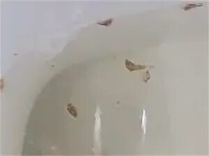 Могут ли в яйцах быть черви