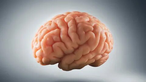Brain but