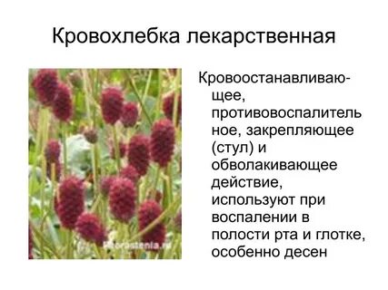 Кровохлебка инструкция по применению