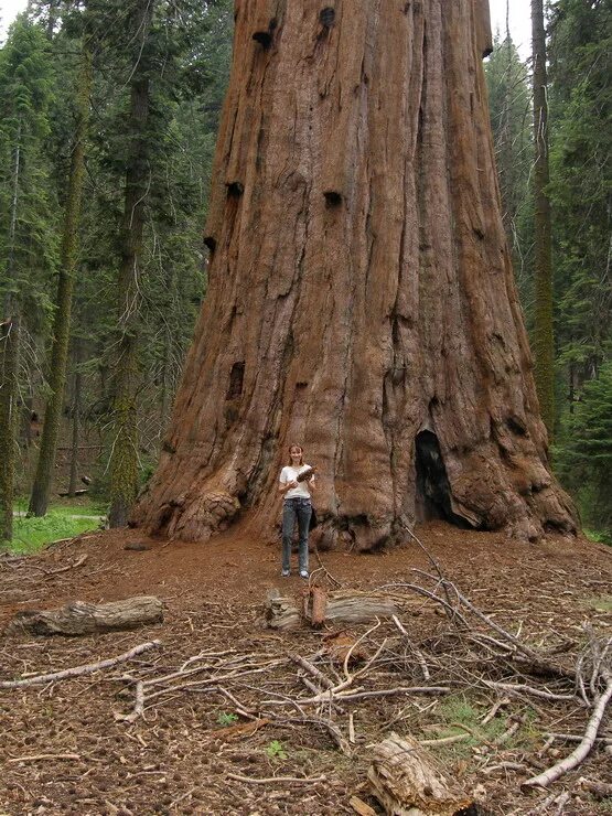 Sequoia beta