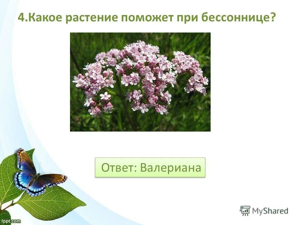 Какое растение поможет. Какое растение поможет. Зверобой целебные свойства растения. Оуванчик лекарственное растен. Растение которое помогает людям.