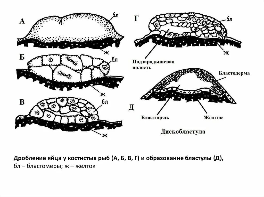 Частичное дискоидальное дробление. Решение об одностороннем отказе от исполнения контракта. Бластула рептилий и птиц. Дробление рыб дискобластула. Радиальное голобластическое дробление.