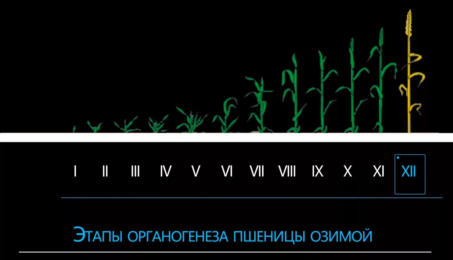 Фазы развития озимых. Этапы органогенеза озимой пшеницы. фазы развития озимой пшеницы. фазы развития и этапы органогенеза озимой пшеницы. фазы органогенеза яровой пшеницы.
