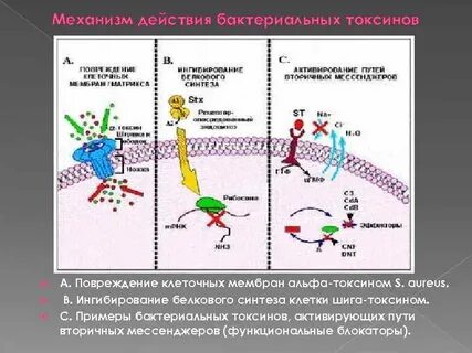Механизм действия токсинов
