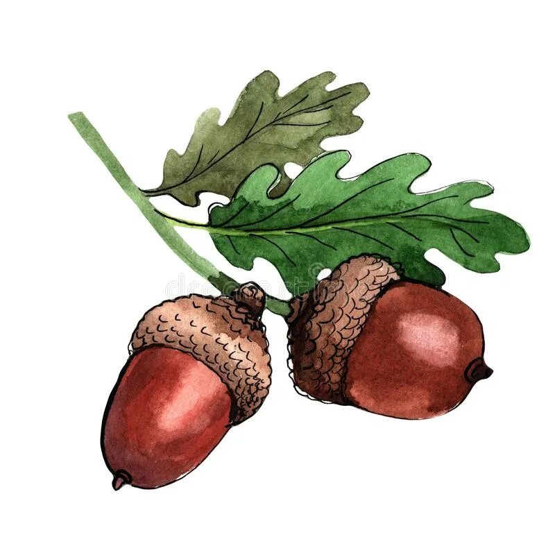 Желуди ядовитые. Жолудь или желудь как правильно. Жёлудь проверочное. Жёлудь или жолудь правило. Жёлуди дуба.