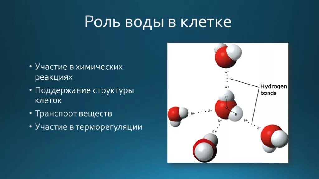 Значение воды в клетках организме. Роль воды в живой клетке.