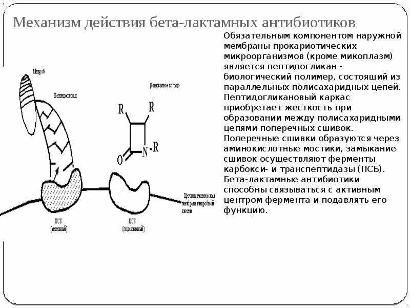 Антибиотики бета лактамной структуры. Схема действия бета лактамных антибиотиков. механизм действия б лактамных антибиотиков. механизм действия бета лактамных антибиотиков схема. бета лактамы механизм действия антибиотики.