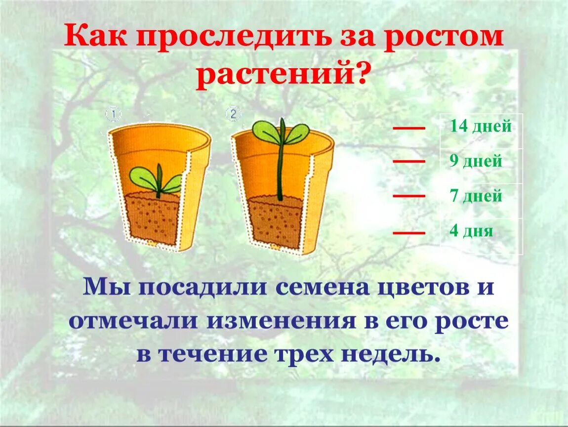 Рост растений. Рост растения за неделю. Рост цветка. Камера роста растений. Признаки описывающие рост растения