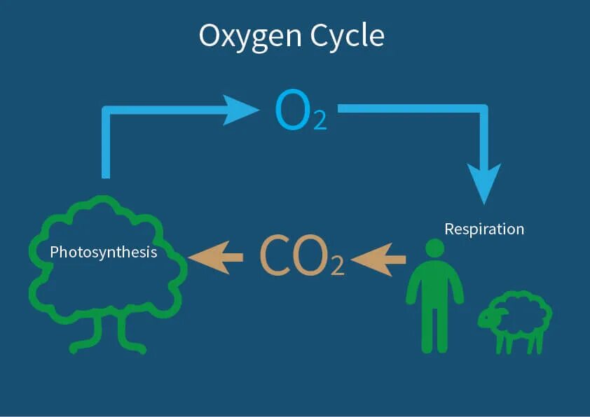 Use carbon dioxide. Оксиген. Кислород в карбоне. Oxygen кислород. Оксиген картинки.