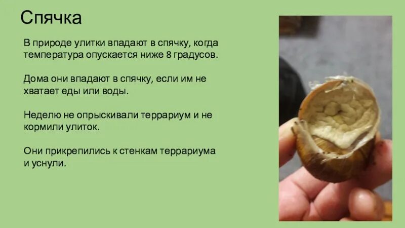 Улитка в анабиозе. Ахатины впадают в спячку. Спячка улиток ахатин. Улитка в анабиозе. Улитка в спячке.