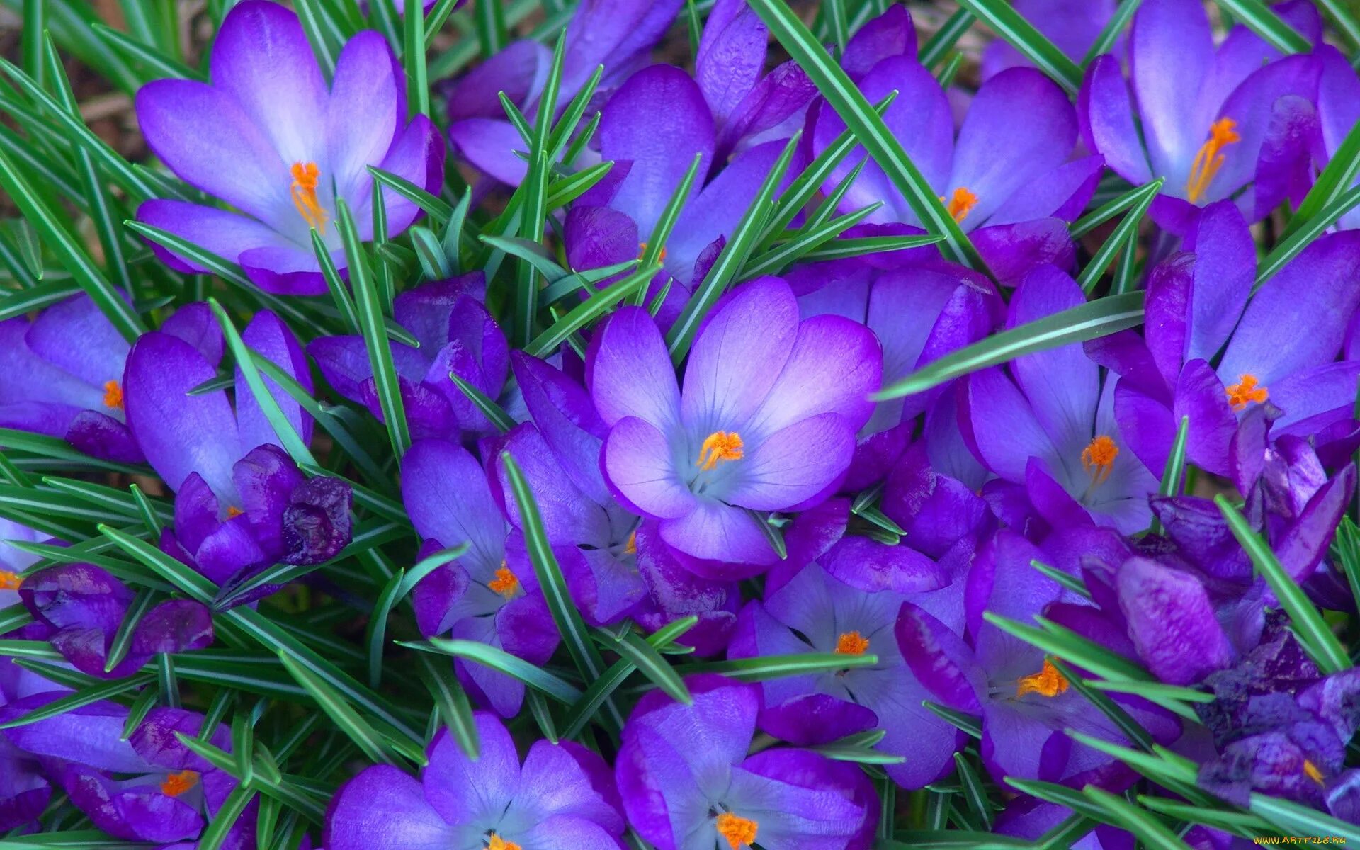 Крокус весенний Crocus vernus. Крокус фиолетовый первоцвет. Крокус Шафран синий. Крокус Баррз Пурпл. Первоцветы обои