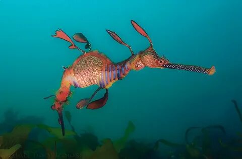 Sea dragon