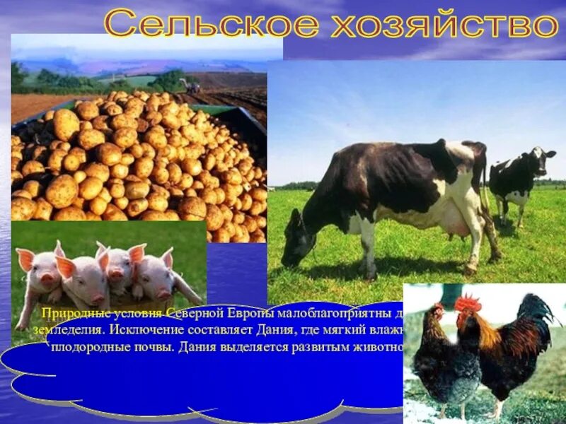 Сельское хозяйство. Сельское хозяйство развивалось преимущественно. Социально-экономическое развитие страны в первой четверти. Агропромышленный комплекс. Дождевальная машина райн файн.