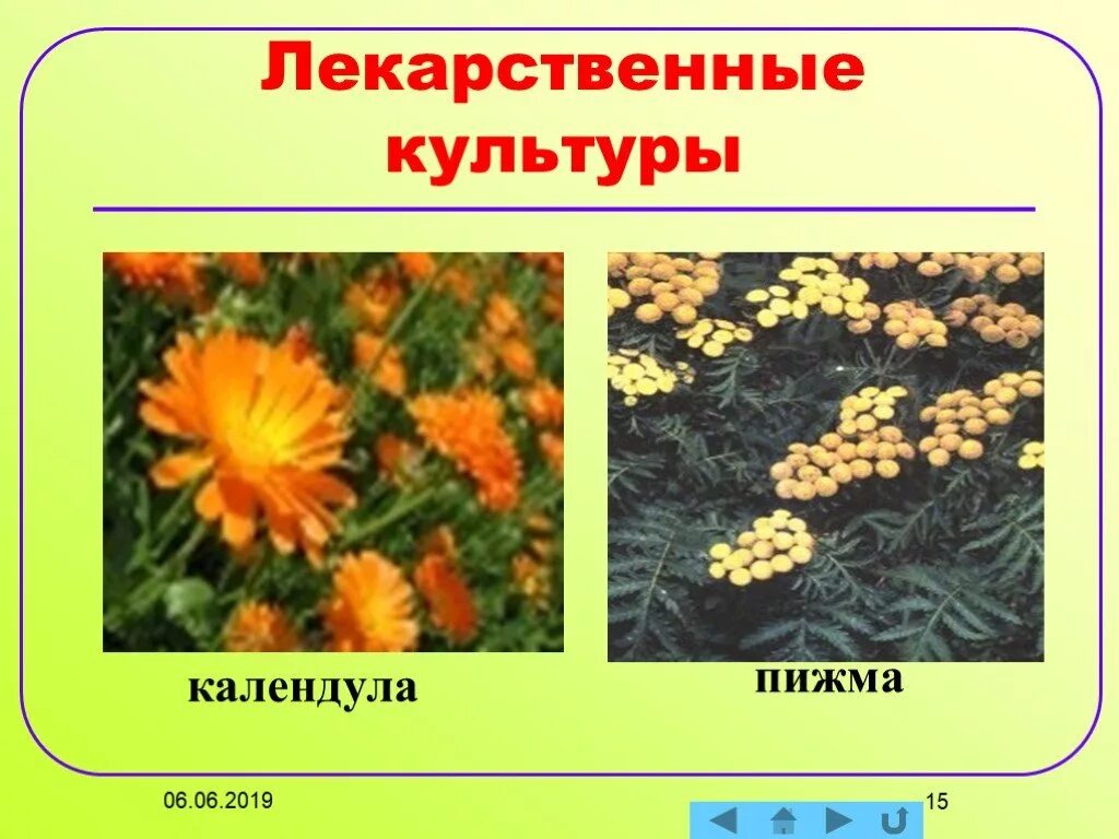 Культурные и лекарственные растения