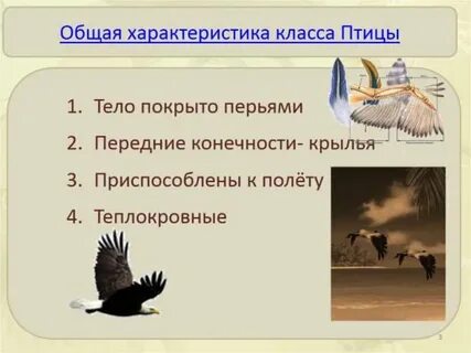 Основной признак птиц 1 класс