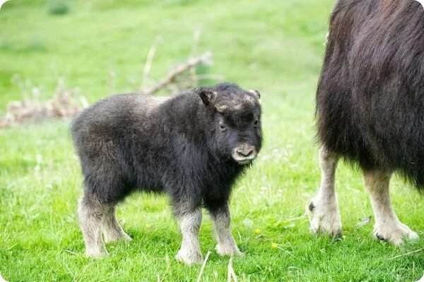 Овцебык малыш. Сибирский овцебык. Овцебык теленок. Большереченский зоопарк овцебык. Гималайский овцебык.