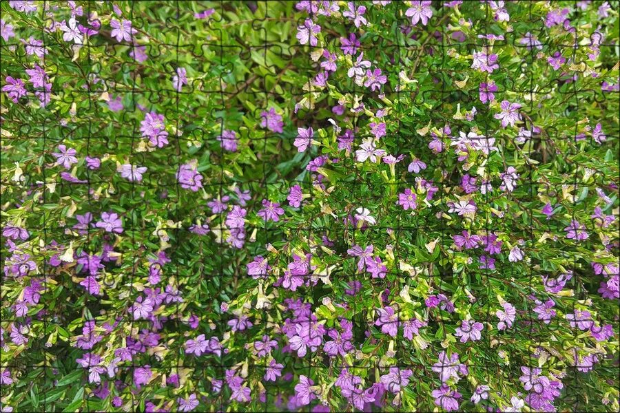 Куст с лиловыми цветками. Куфея распростертая. куфея цветок. колокольчик портеншлага. кустарник с мелкими фиолетовыми цветочками.