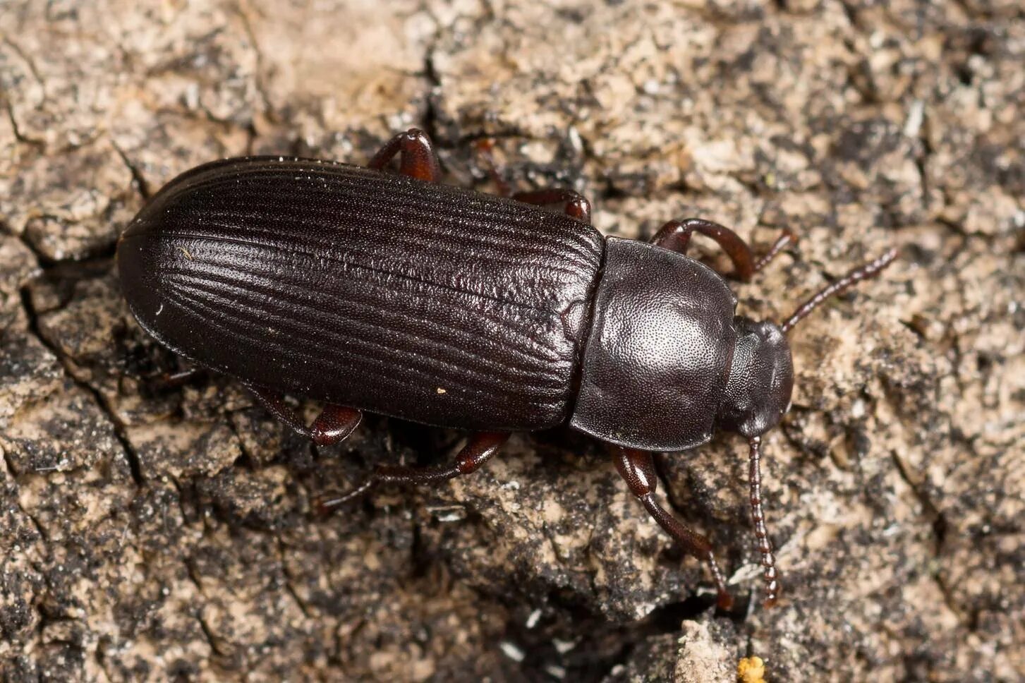 Bestand:Tenebrio molitor (meeltorren).jpg - Wikipedia