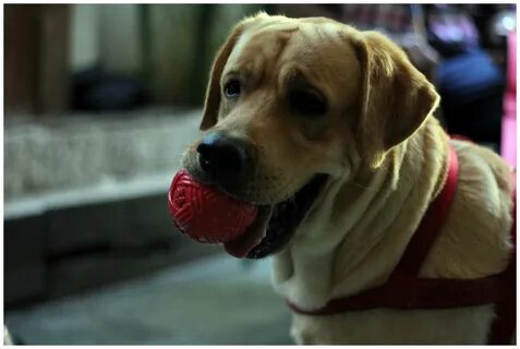 Файл dog