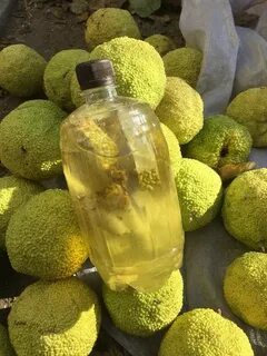 Настойка маклюры