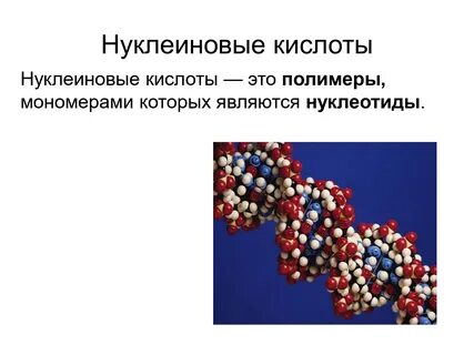 Нуклеиновые кислоты впервые открыты